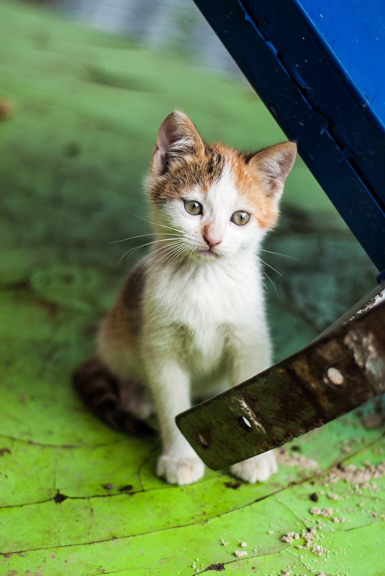 Cat on Boat